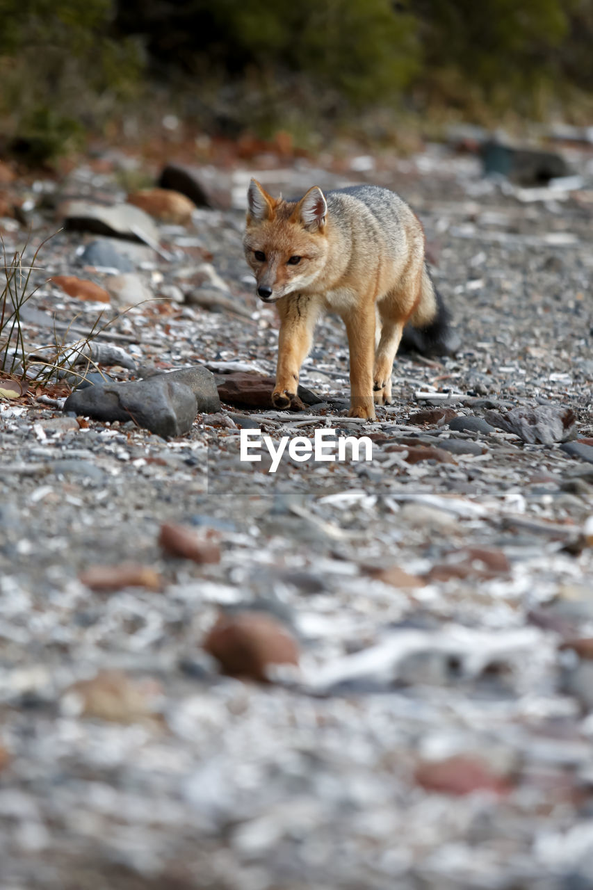 Full length of a fox on land