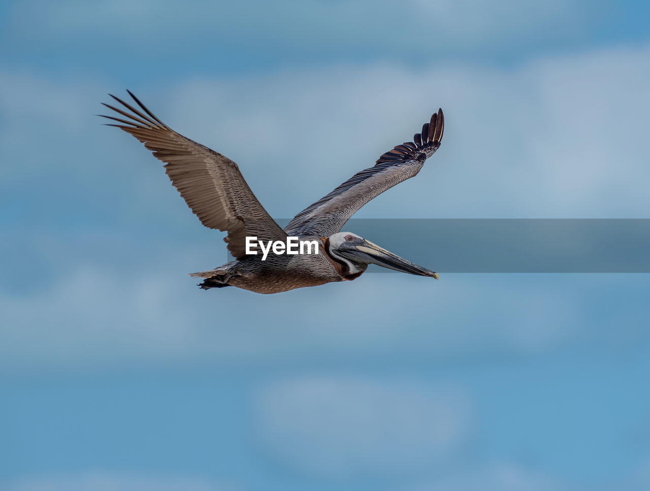 Brown pelican flies over holbox island, mexico