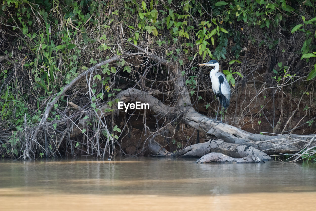 Egret perching on fallen tree at lake