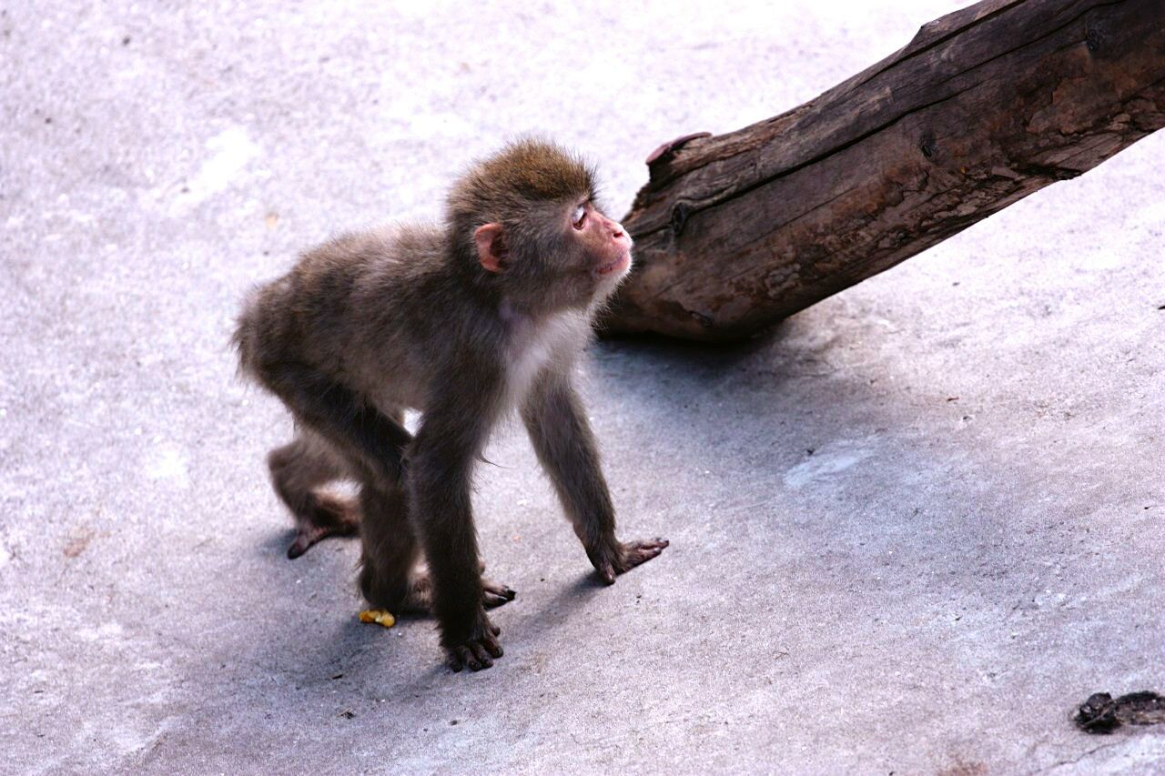 Monkey by log at zoo