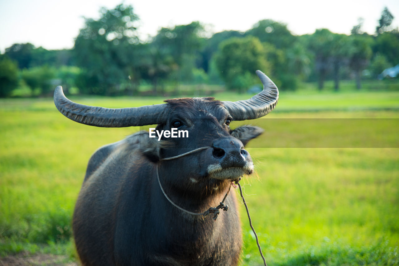 Cow on field against sky