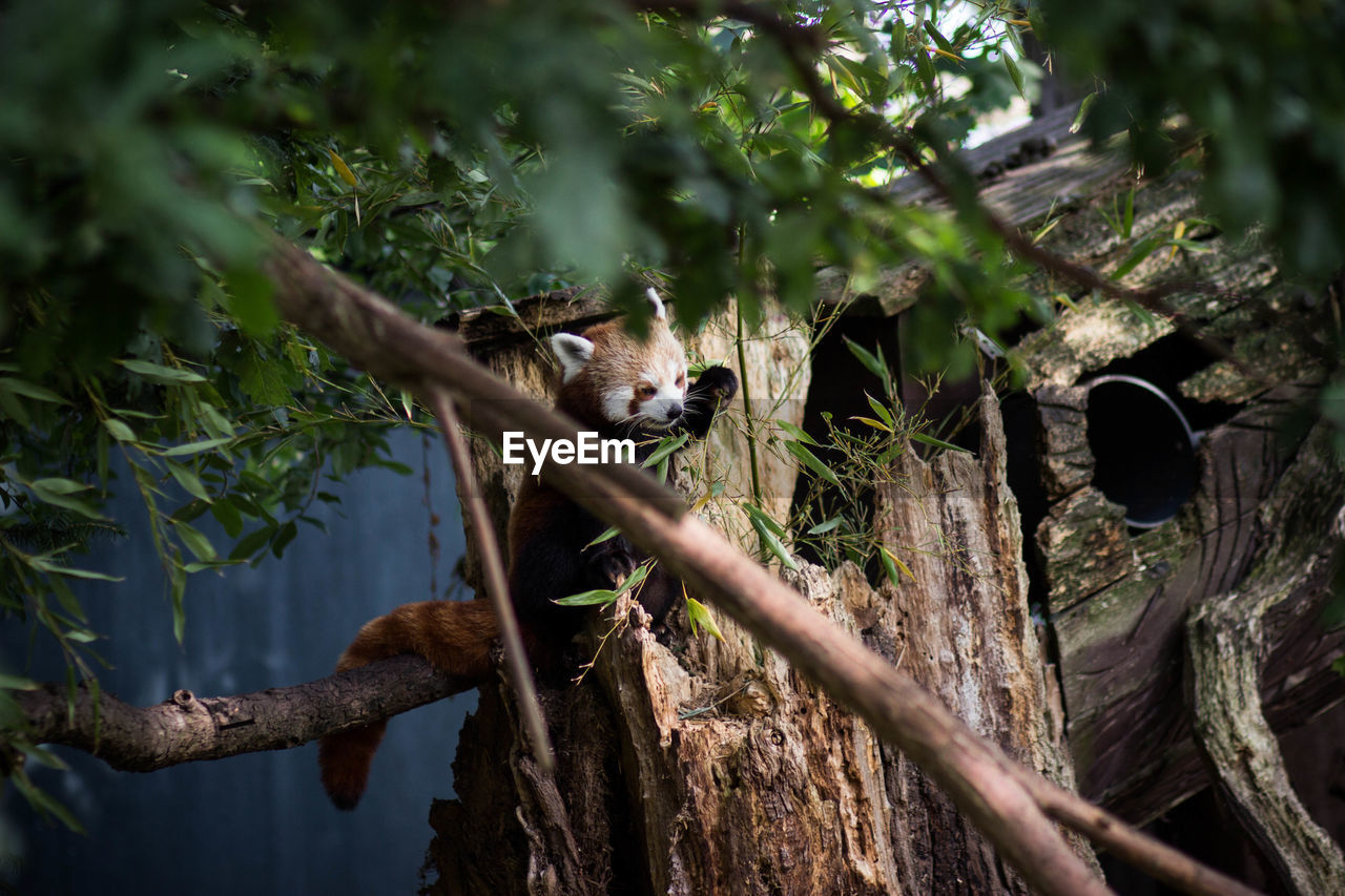 Red panda on branch at chester zoo