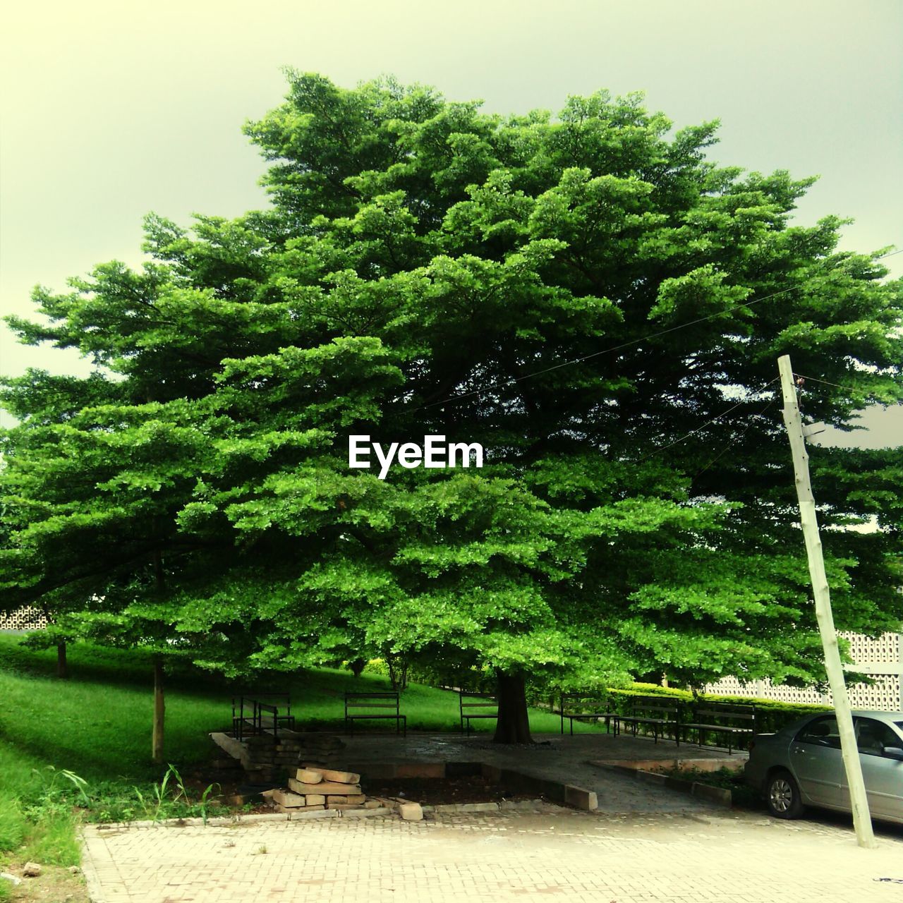 Huge tree by car against clear sky