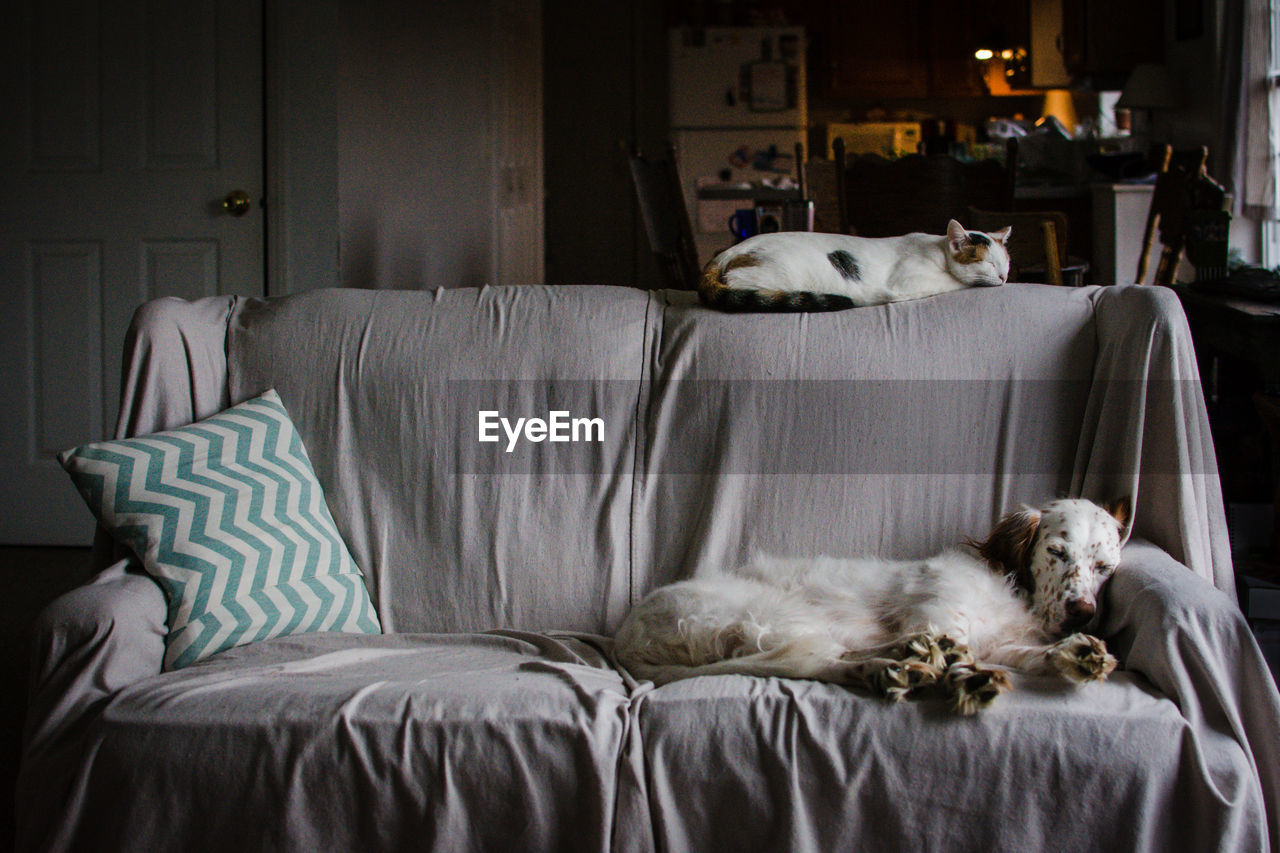 Cat and dog relaxing on couch at home