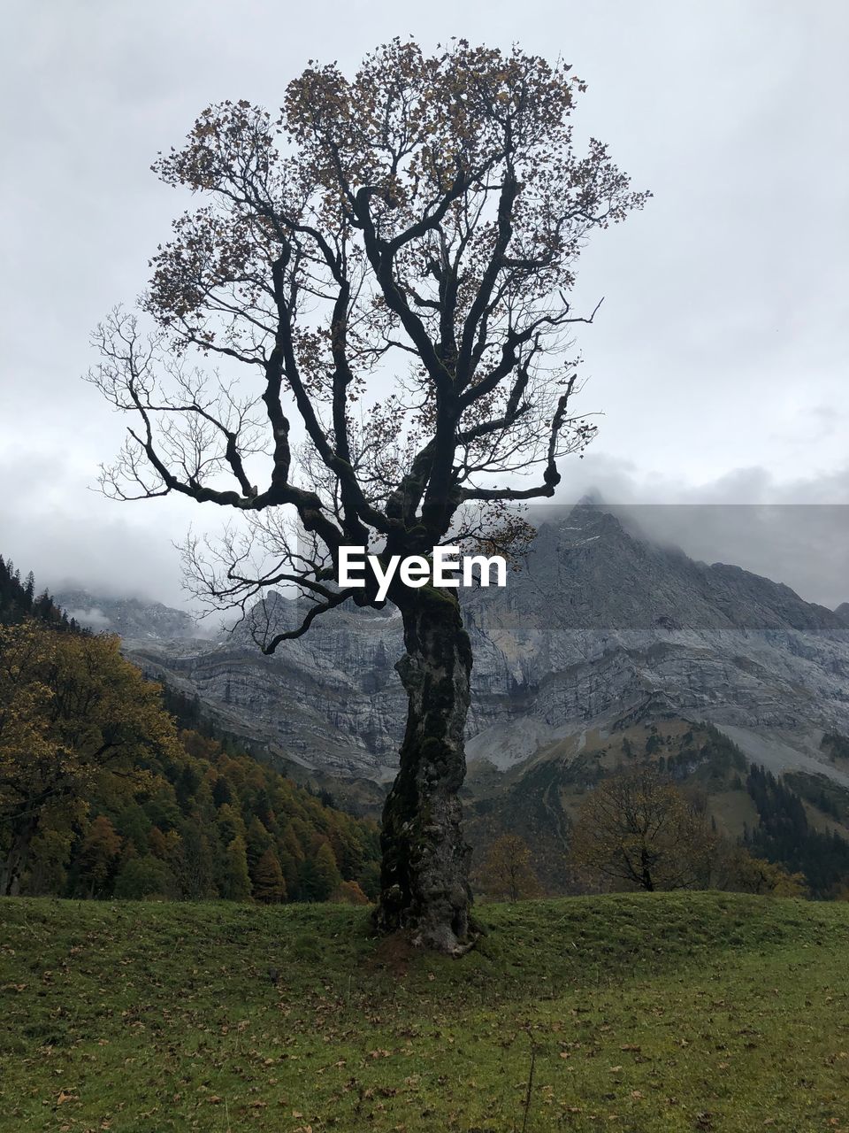 VIEW OF TREE ON FIELD AGAINST SKY