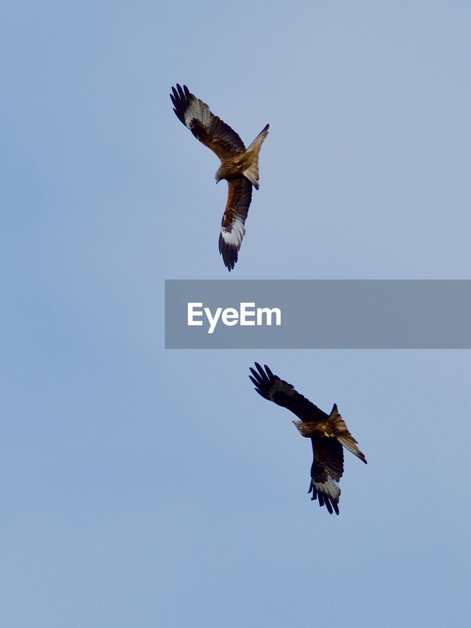 low angle view of eagle flying against clear sky