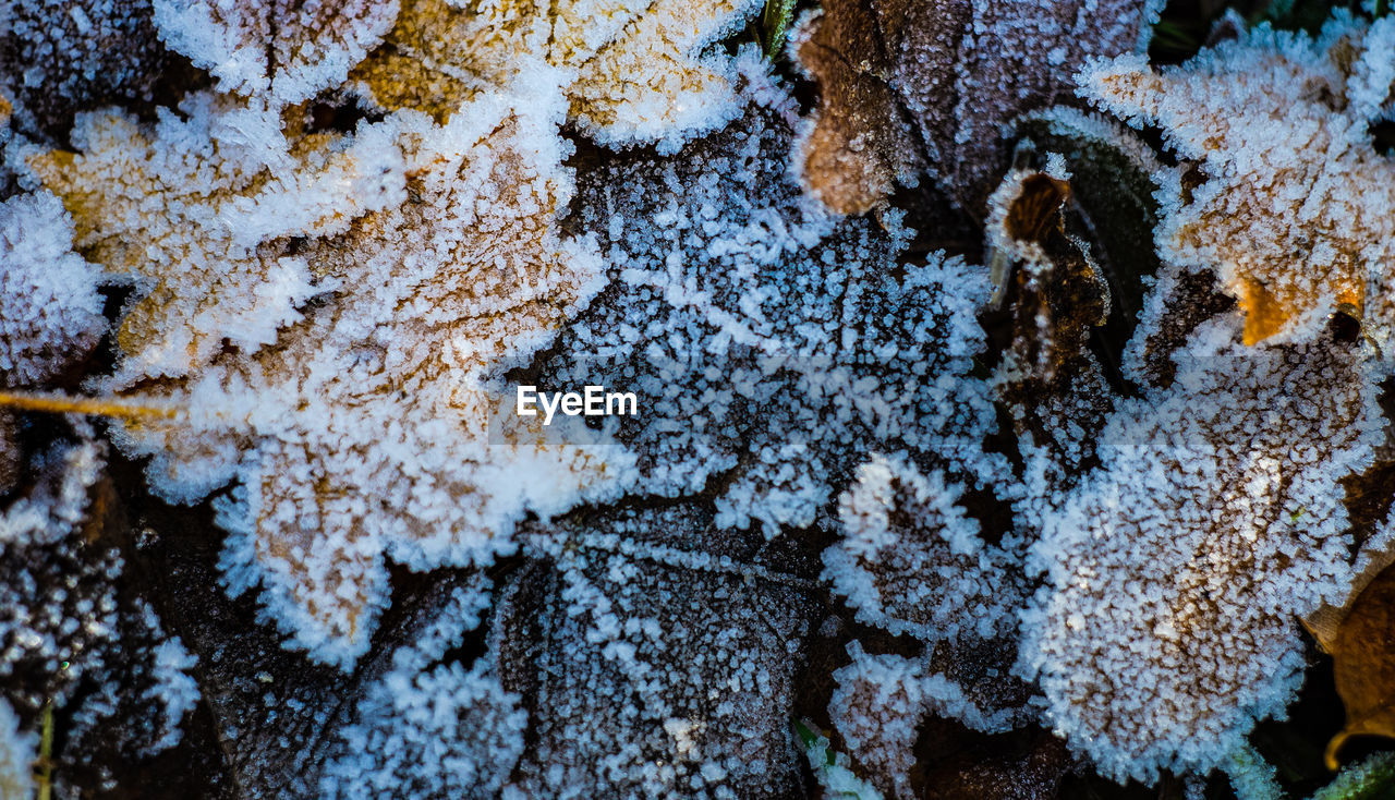 Close-up of frozen plant