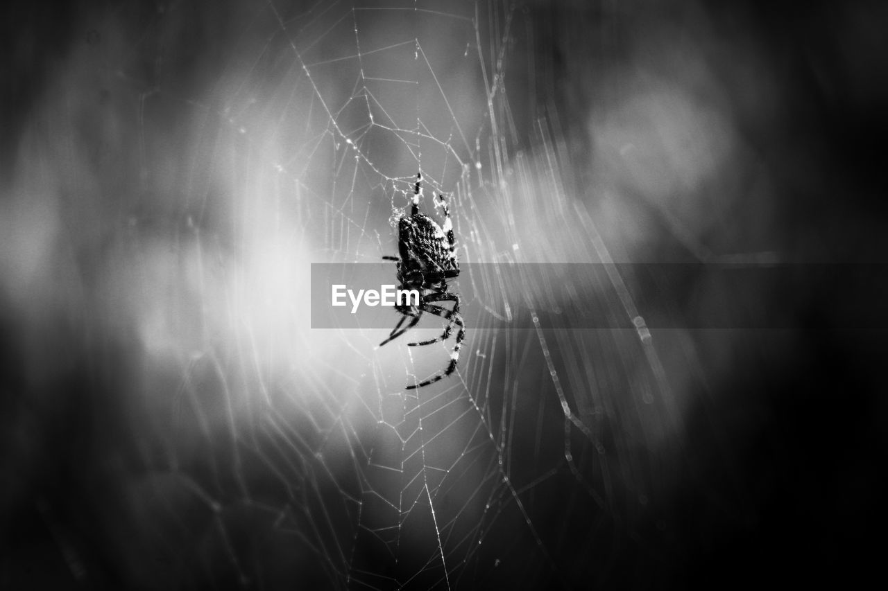 Spider on web