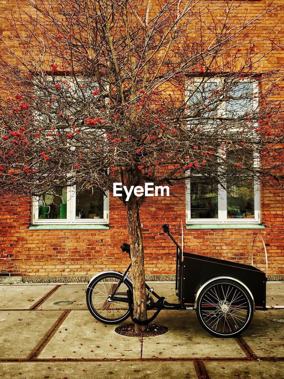 BICYCLE AGAINST TREE