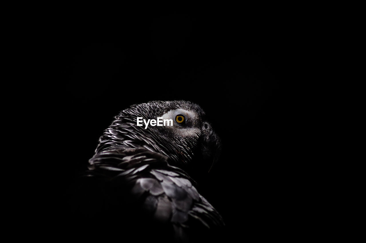 Close-up of grey parrot against black background 