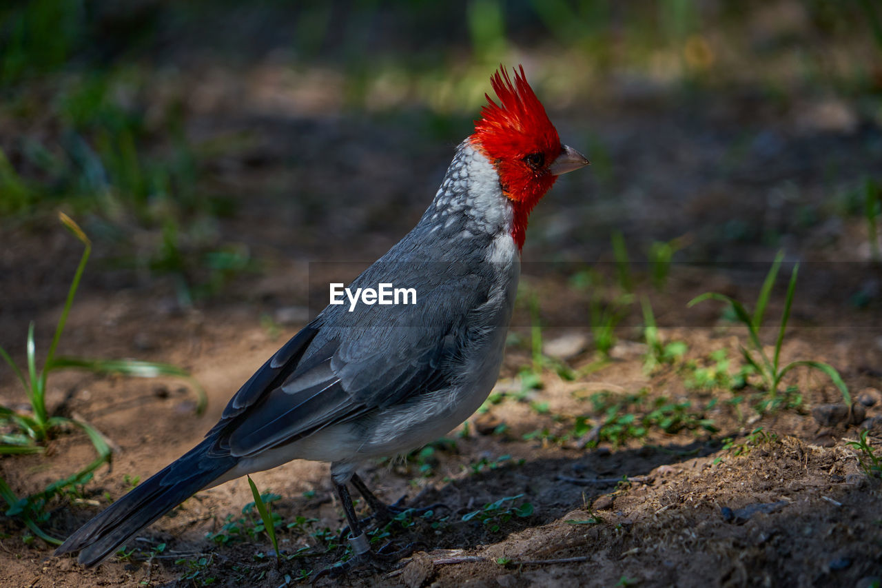 Close-up of a bird on field