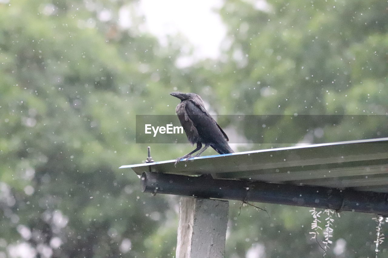 BIRD PERCHING ON A RAIN