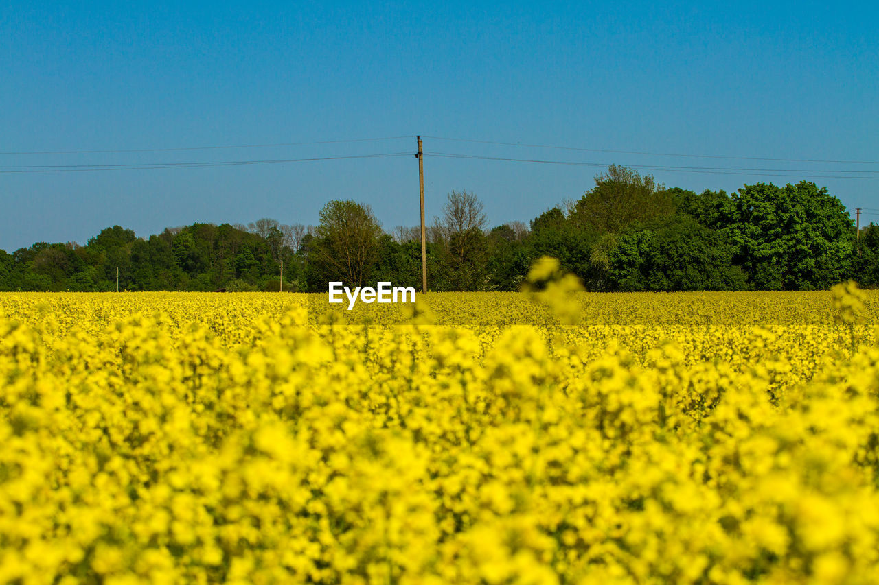 rapeseed, plant, vegetable, yellow, oilseed rape, food, produce, agriculture, field, flower, canola, landscape, rural scene, growth, beauty in nature, land, sky, crop, farm, nature, environment, flowering plant, scenics - nature, tranquility, tranquil scene, freshness, no people, electricity, brassica rapa, cable, mustard, clear sky, tree, blue, springtime, day, technology, idyllic, rural area, outdoors, abundance, cultivated land, electricity pylon, cultivated, power generation, blossom, prairie, meadow, fragility