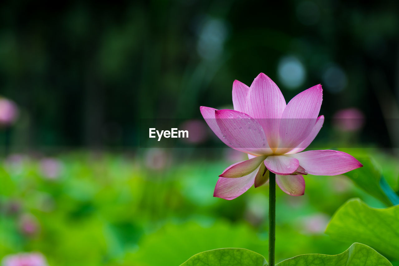 Close-up of pink lotus blooming outdoors