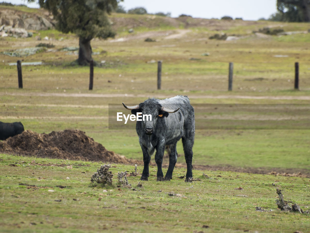 SHEEP ON FIELD