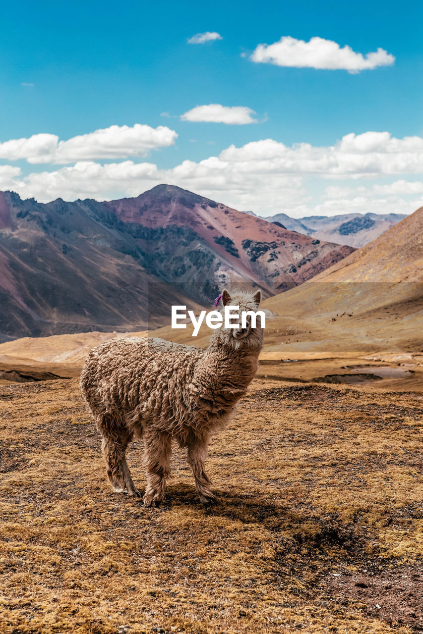 Portrait of llama standing against mountains