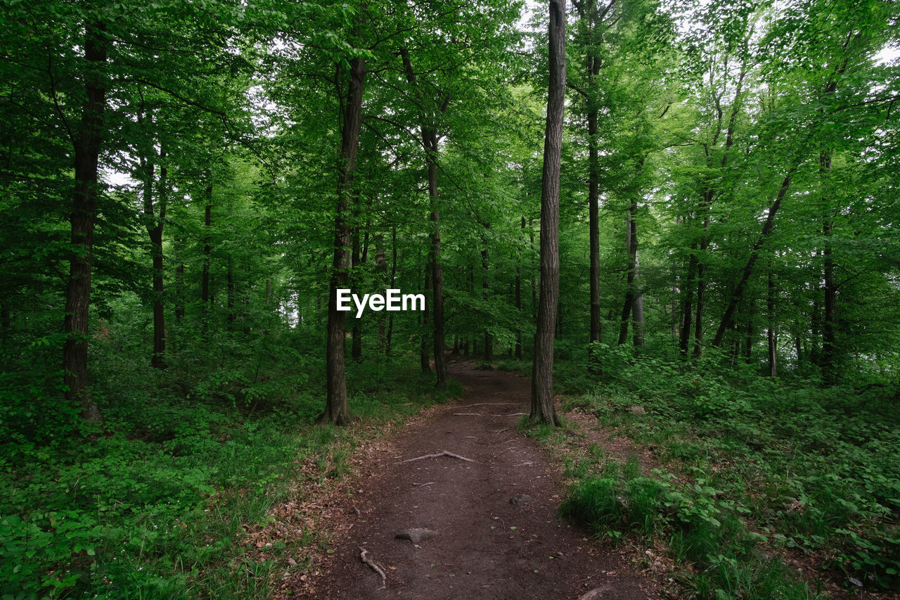 Road amidst trees in forest