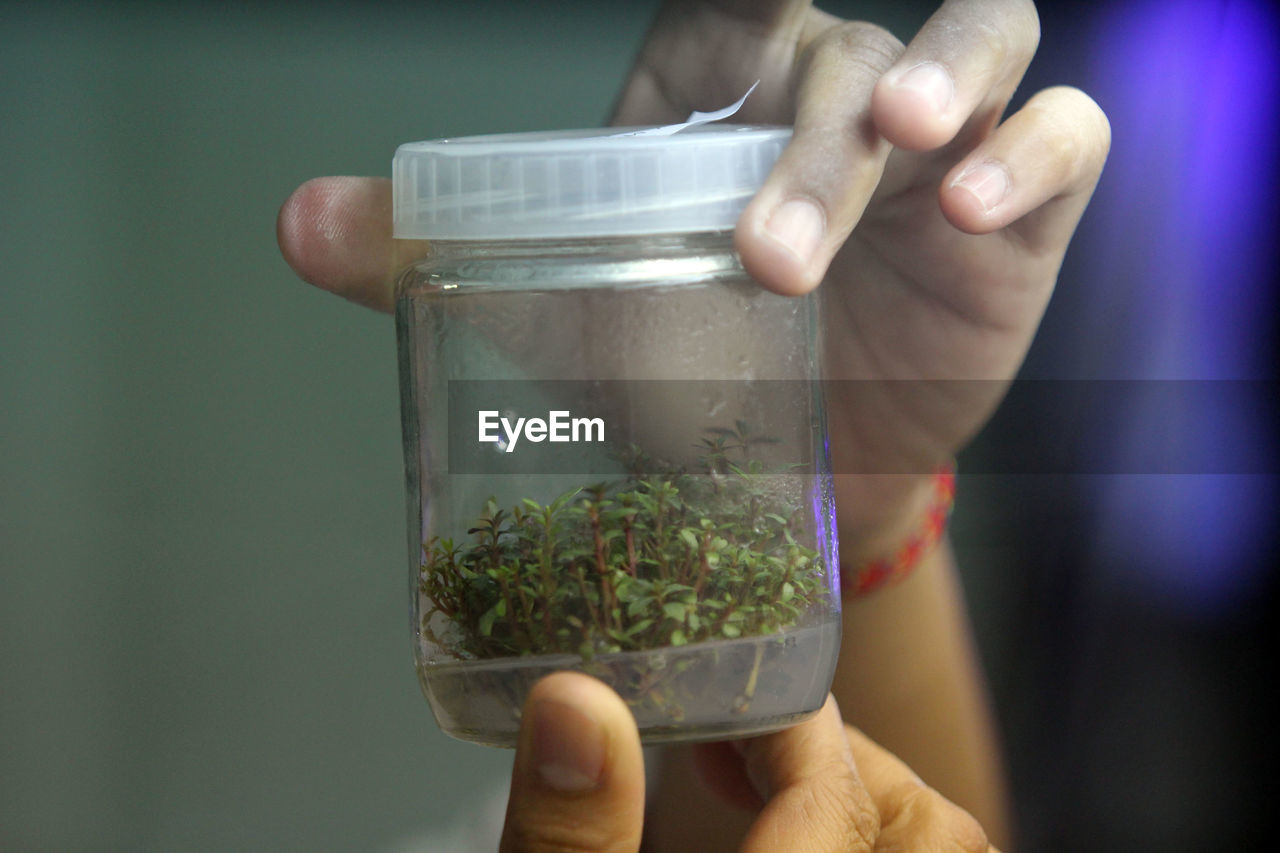 A girl checking new plants at laboratorium in pekanbaru, riau, indonesia. 