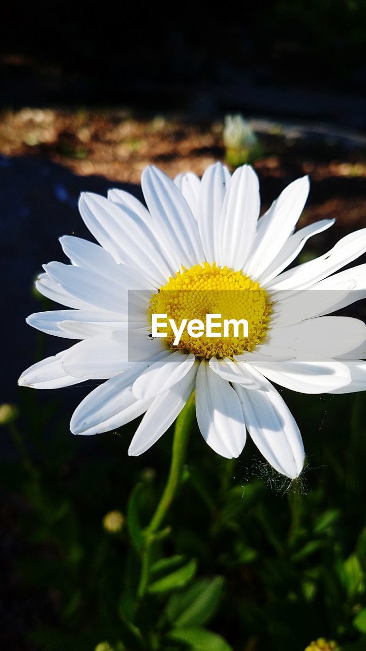 Close-up of yellow flower blooming outdoors