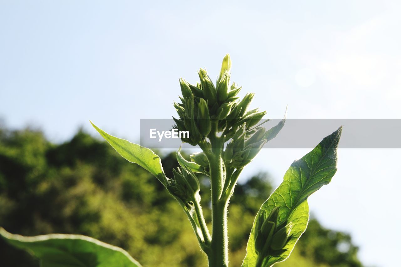 LOW ANGLE VIEW OF FRESH GREEN PLANT AGAINST SKY