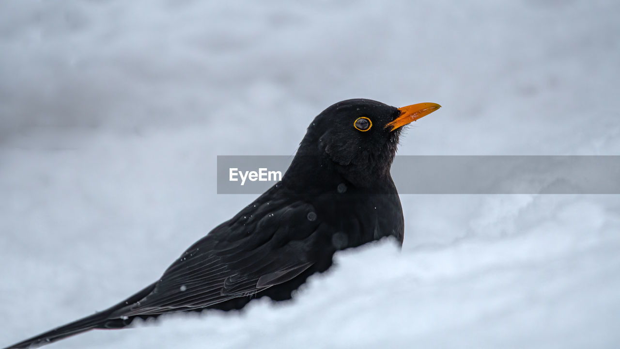 Close-up of a bird in snow