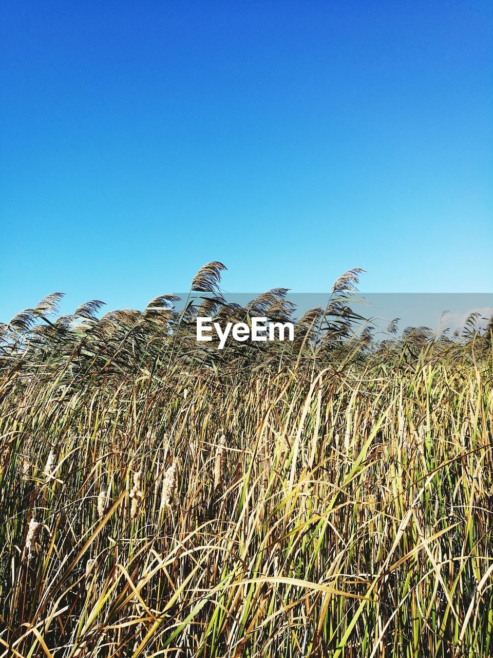 LOW ANGLE VIEW OF PLANTS ON FIELD AGAINST CLEAR BLUE SKY