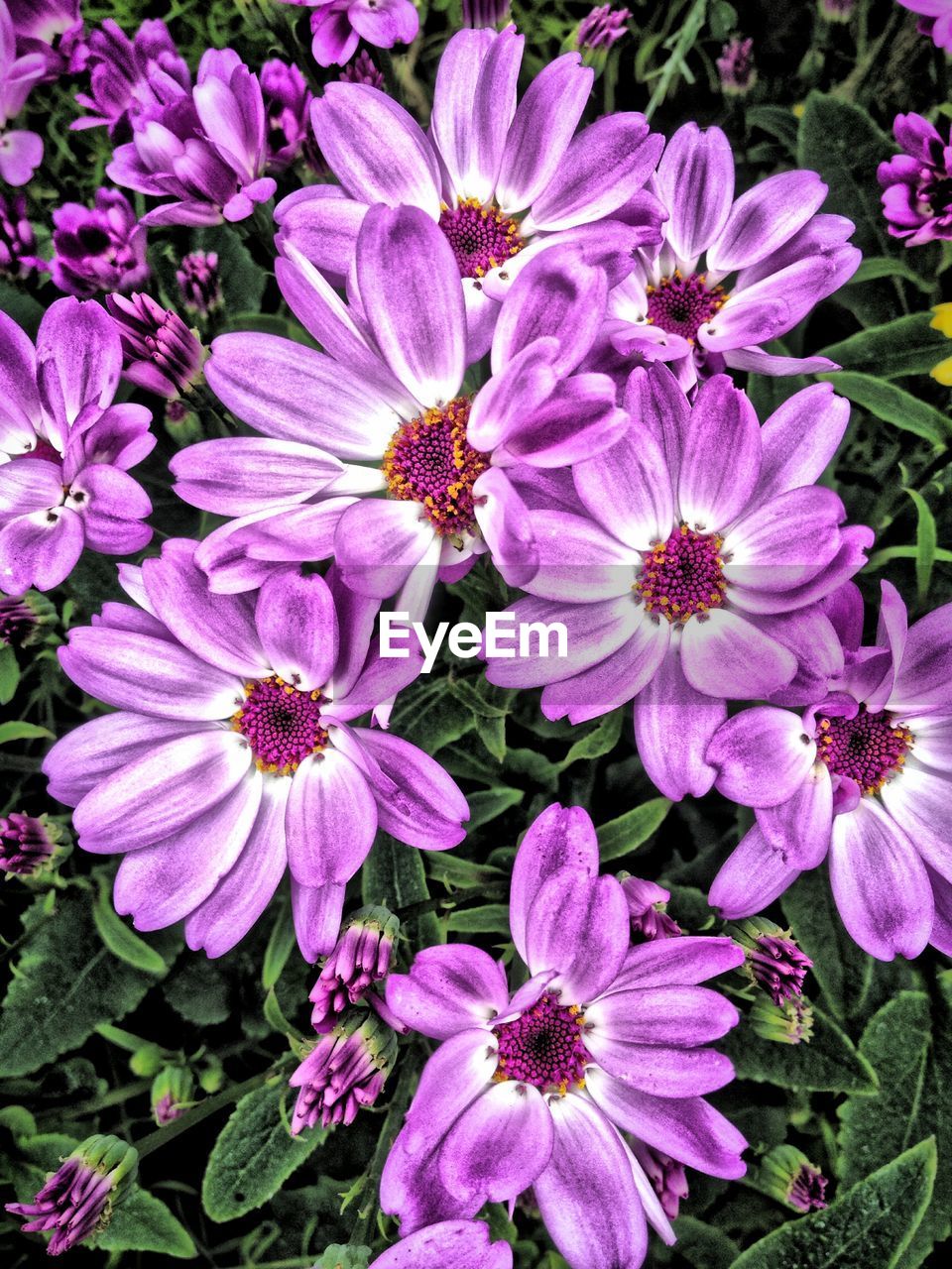 CLOSE-UP OF PURPLE FLOWERS BLOOMING OUTDOORS