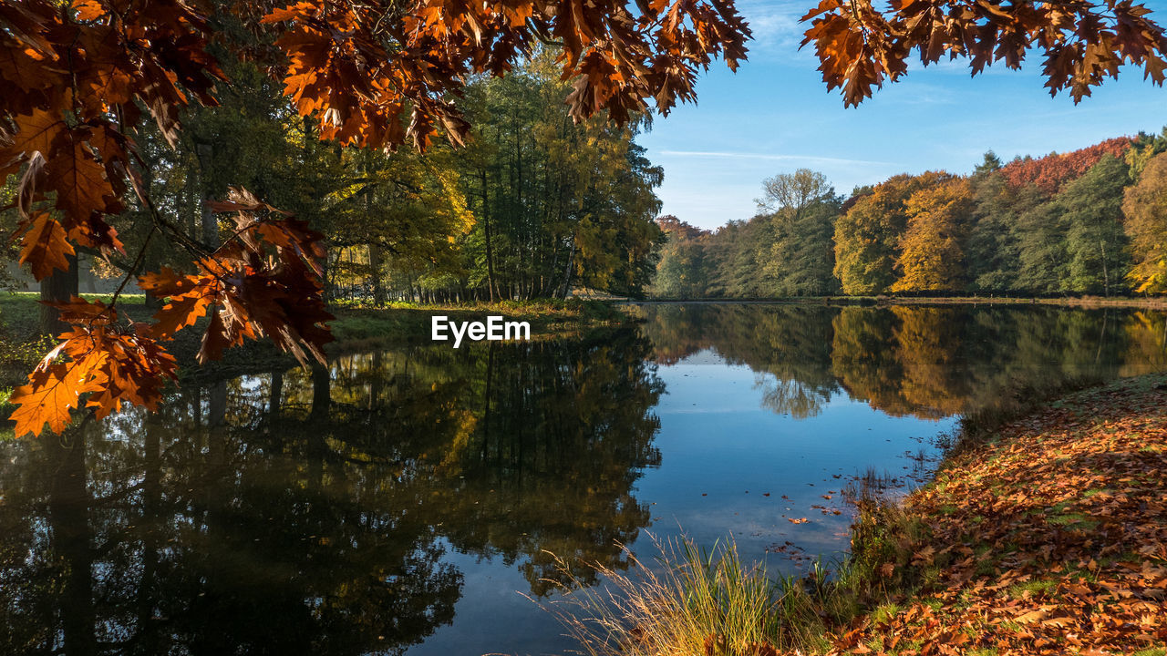 Scenic view of lake by trees during autumn