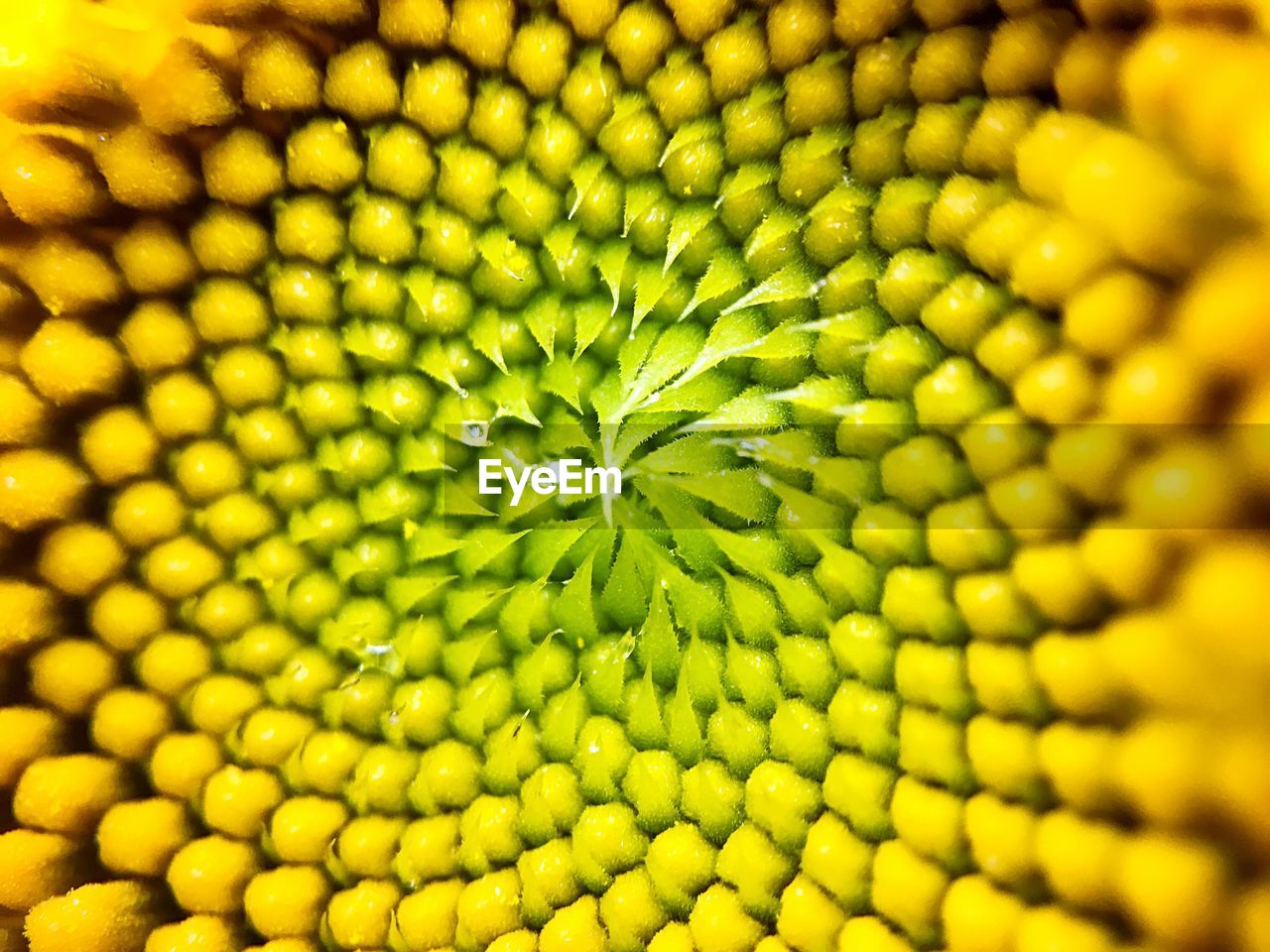 FULL FRAME SHOT OF FRESH YELLOW GREEN LEAF