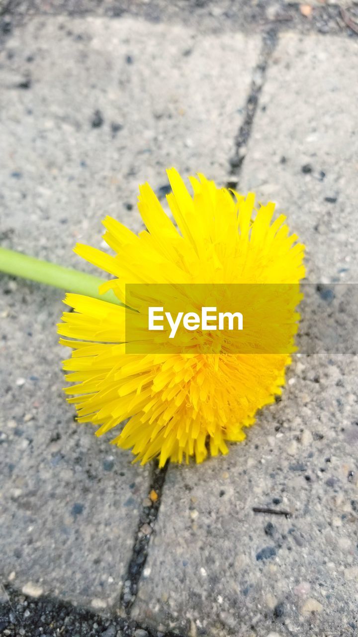 CLOSE-UP OF YELLOW FLOWER GROWING ON ROAD