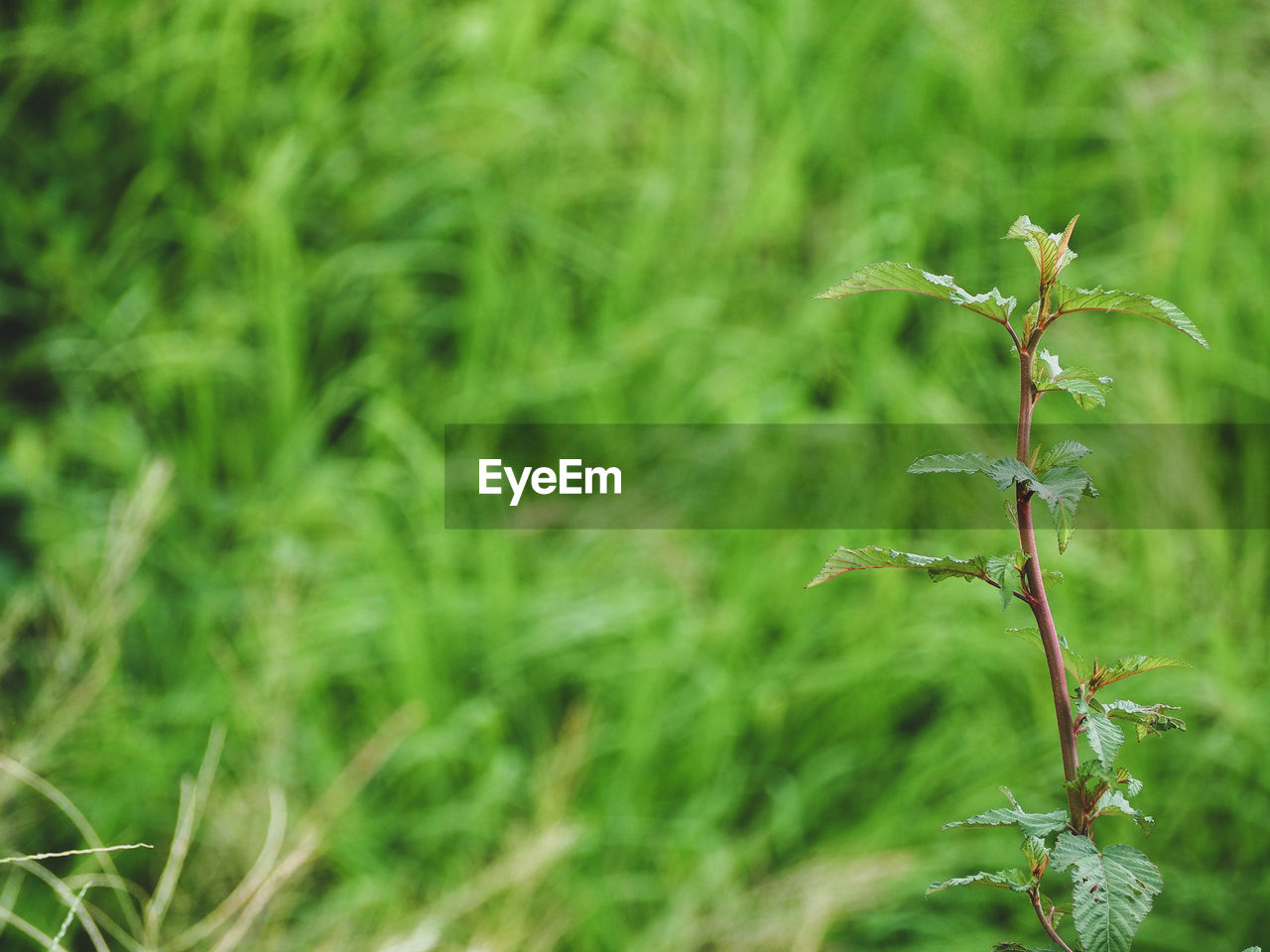 Close-up of plant growing on field