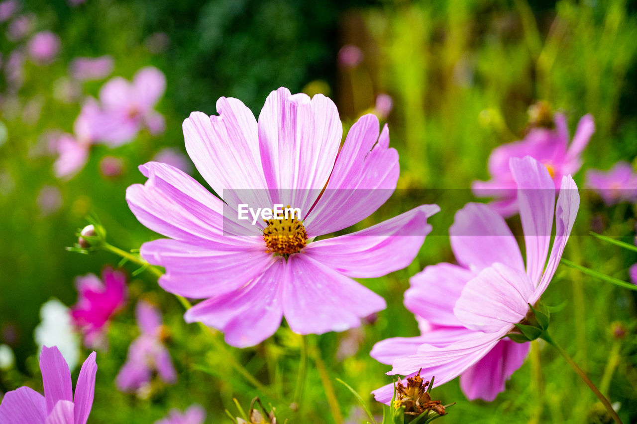 CLOSE-UP OF PINK COSMOS PURPLE FLOWER