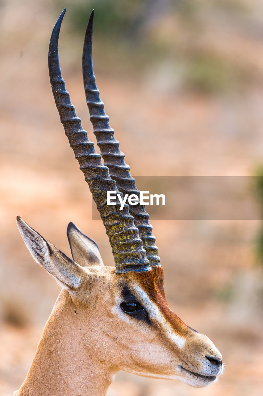 Close-up of the head of a gazelle