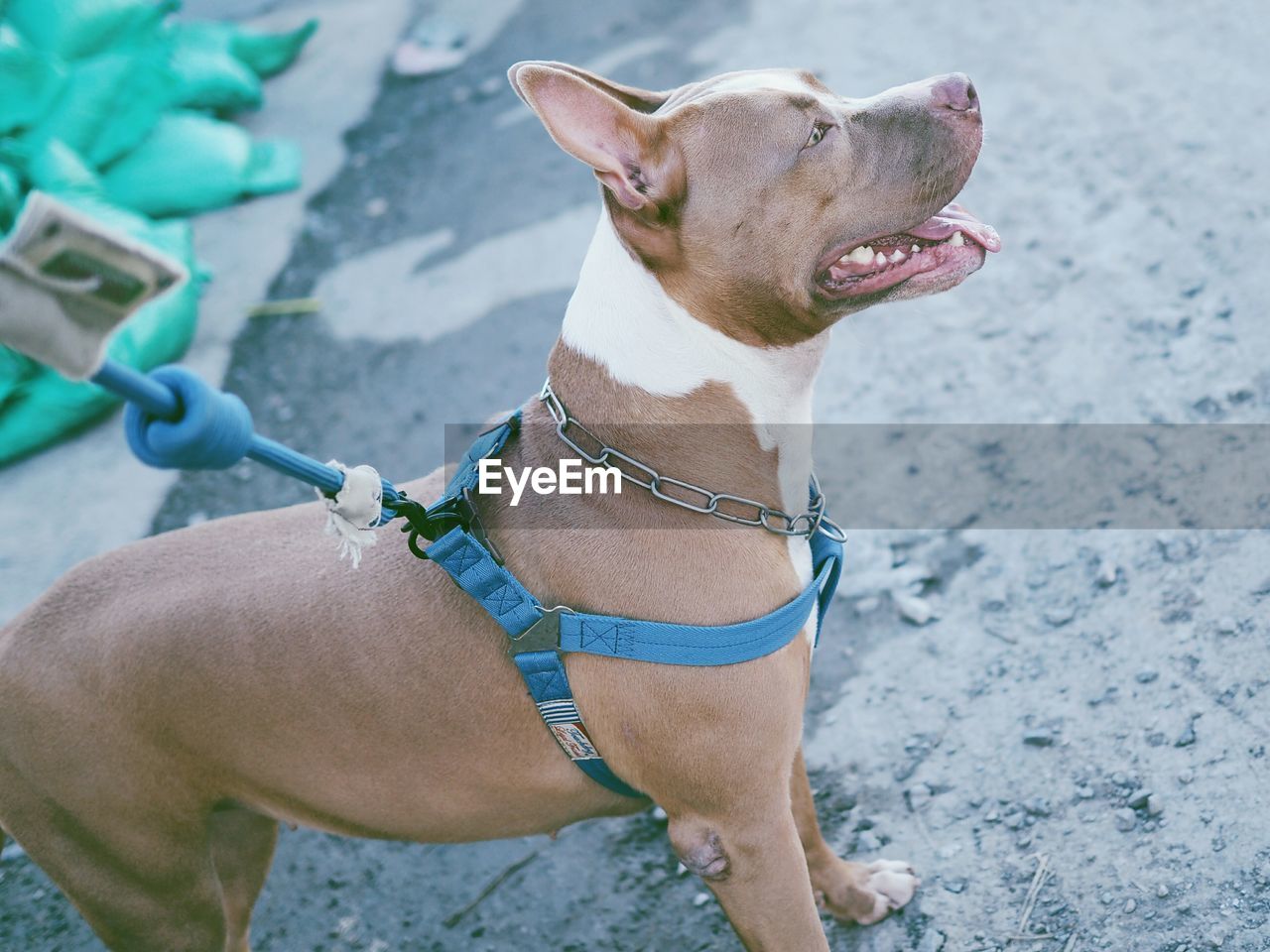 Side view of pit bull terrier standing on road