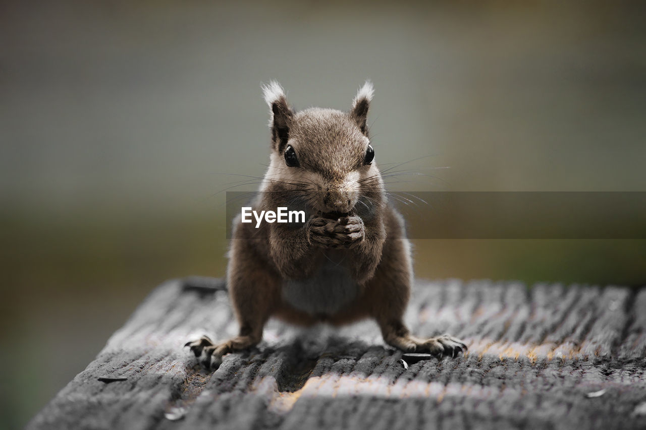 CLOSE-UP OF SQUIRREL ON WALL