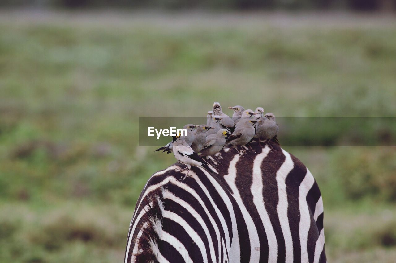 Wattled starlings on zebra