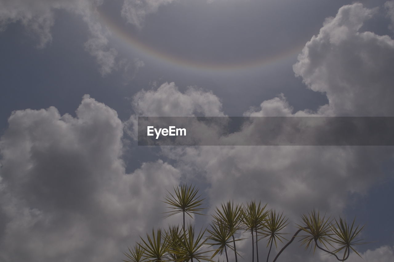 Low angle view of palm trees against cloudy sky