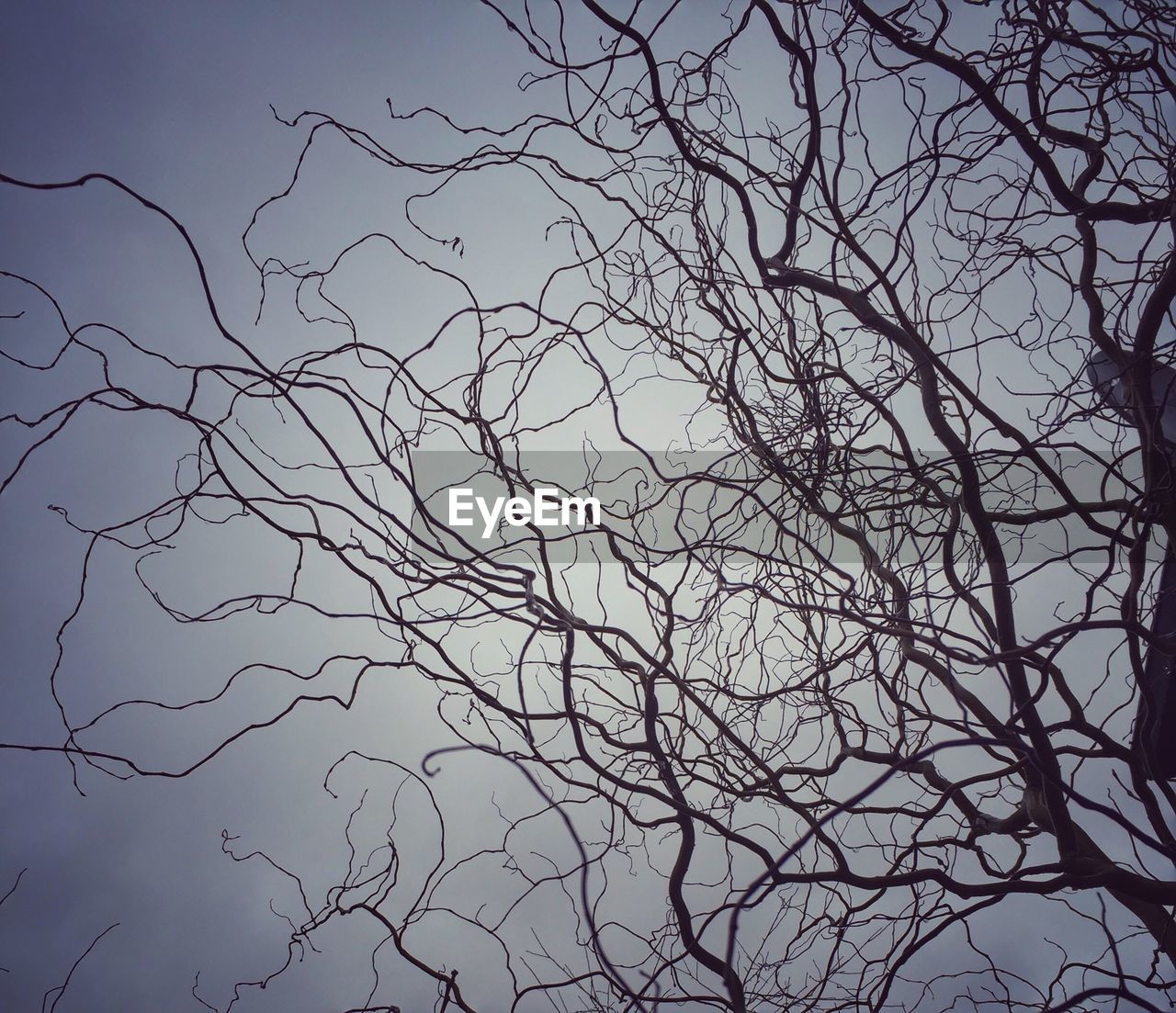 LOW ANGLE VIEW OF BARE TREES AGAINST SKY