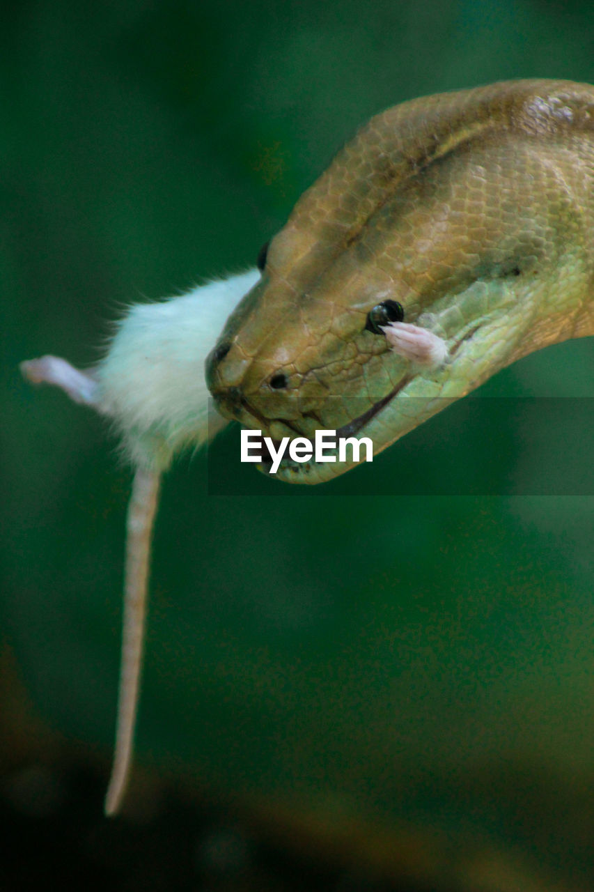 The burmese python or known as the python bivitattus is preying on the white rat