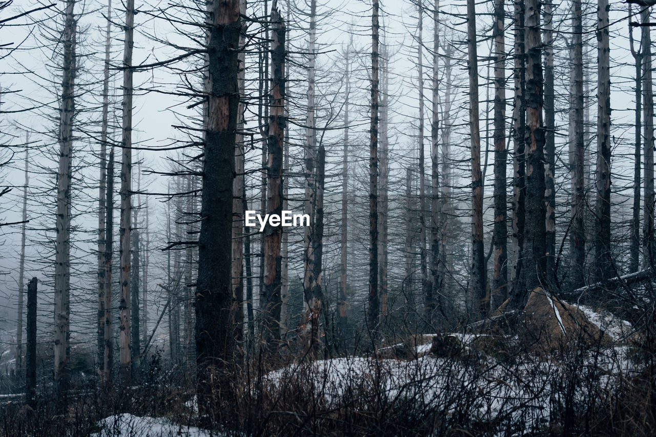 Pine trees in forest during winter