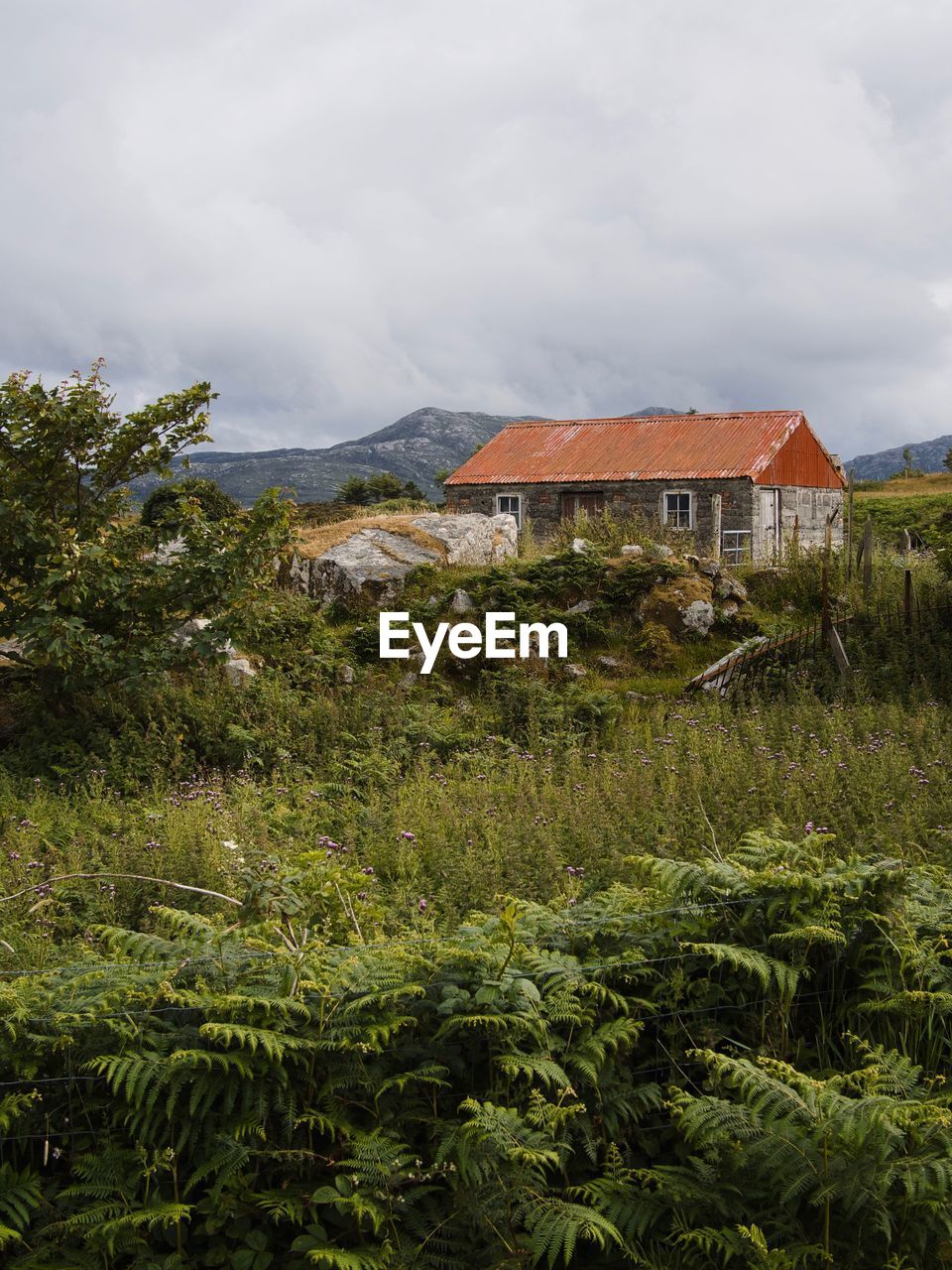 Plants growing on land against cloudy sky