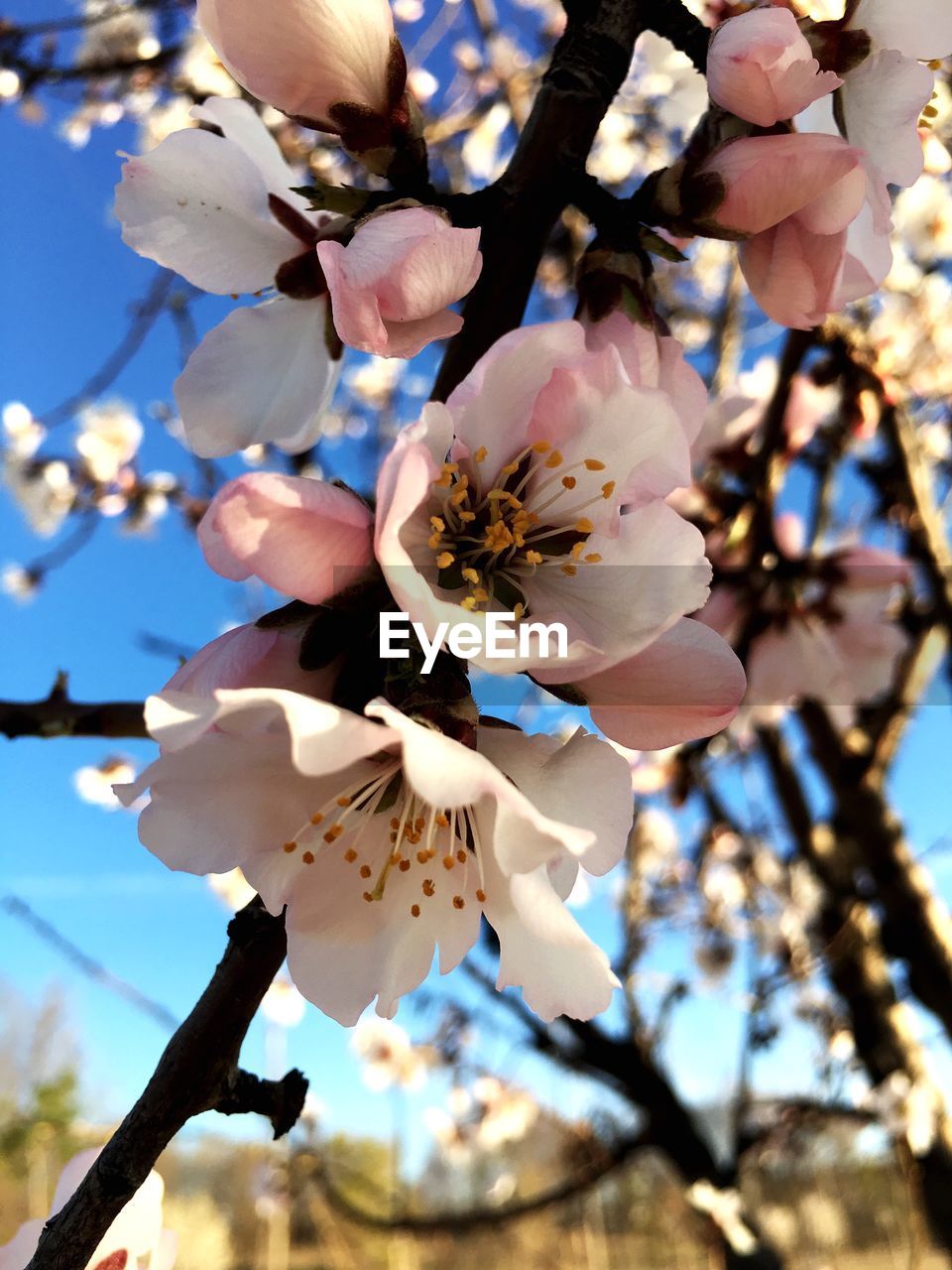 CLOSE-UP OF CHERRY BLOSSOMS ON TREE