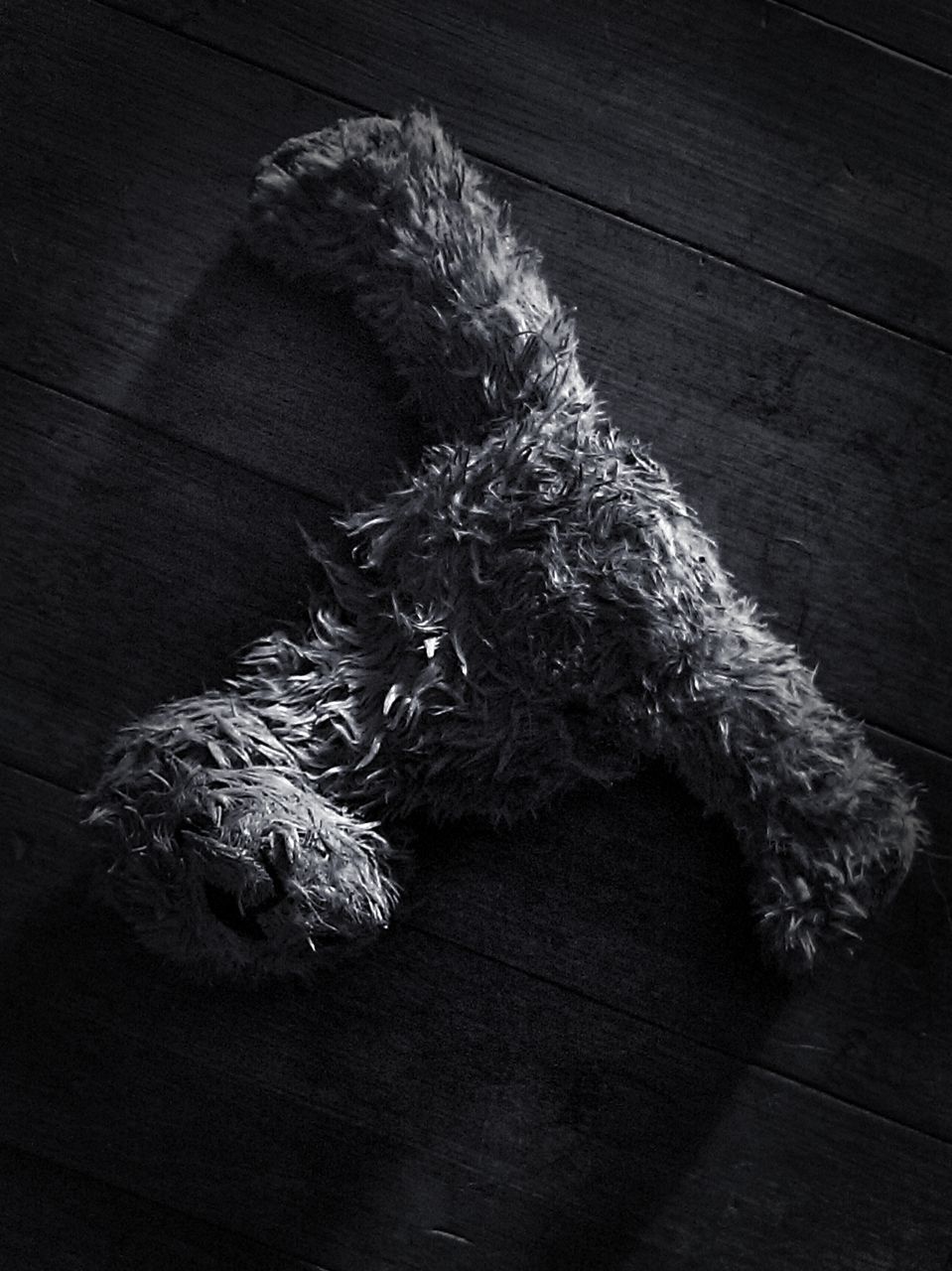 pets, domestic animals, dog, animal themes, indoors, mammal, one animal, hardwood floor, animal hair, high angle view, wooden floor, no people, home interior, tail, close-up, day