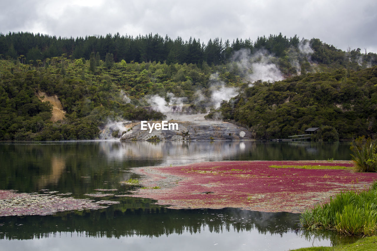 Rainforest, beautiful river and geothermal activity in orakei korako park  in new zealand