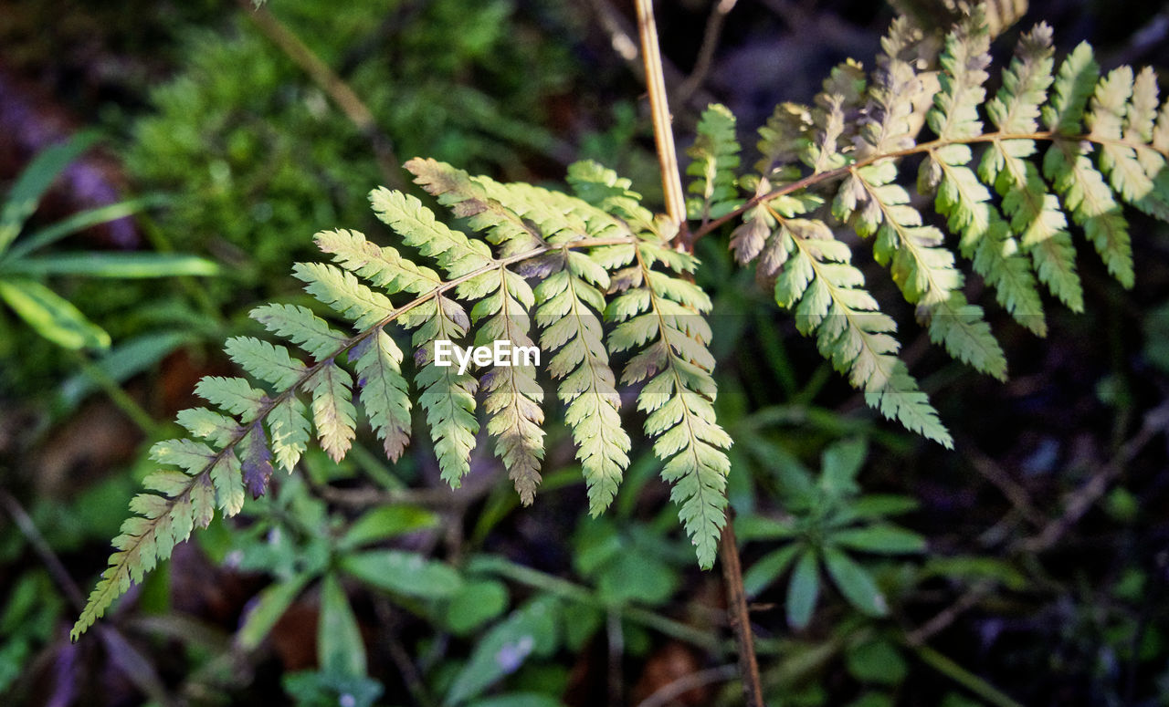 Close-up of fern leaves