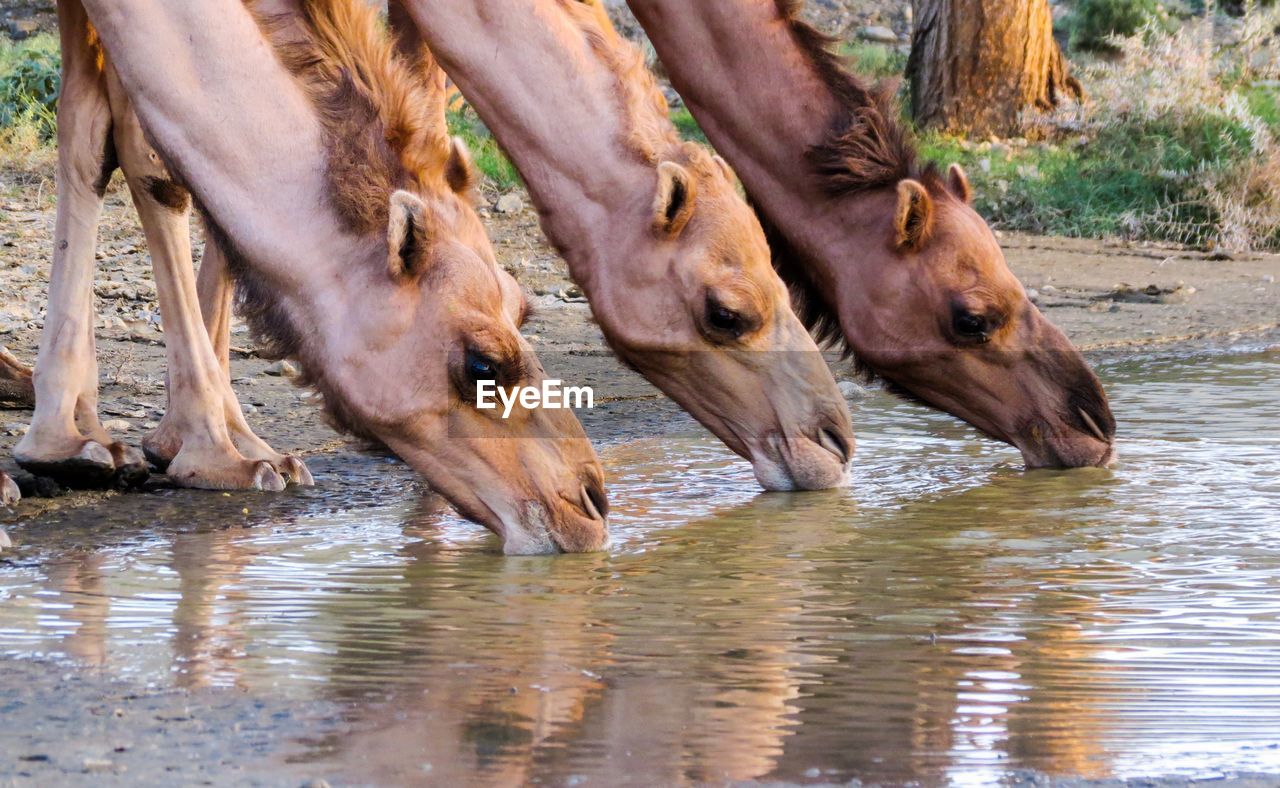 LOW SECTION OF HORSE DRINKING WATER IN A LAKE
