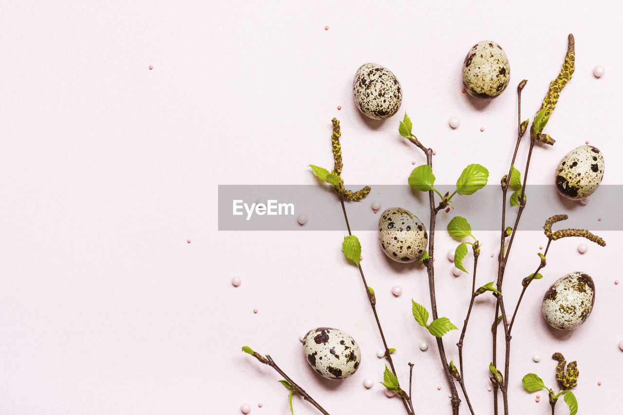 Blooming young twigs on delicate pink background. spring easter concept.