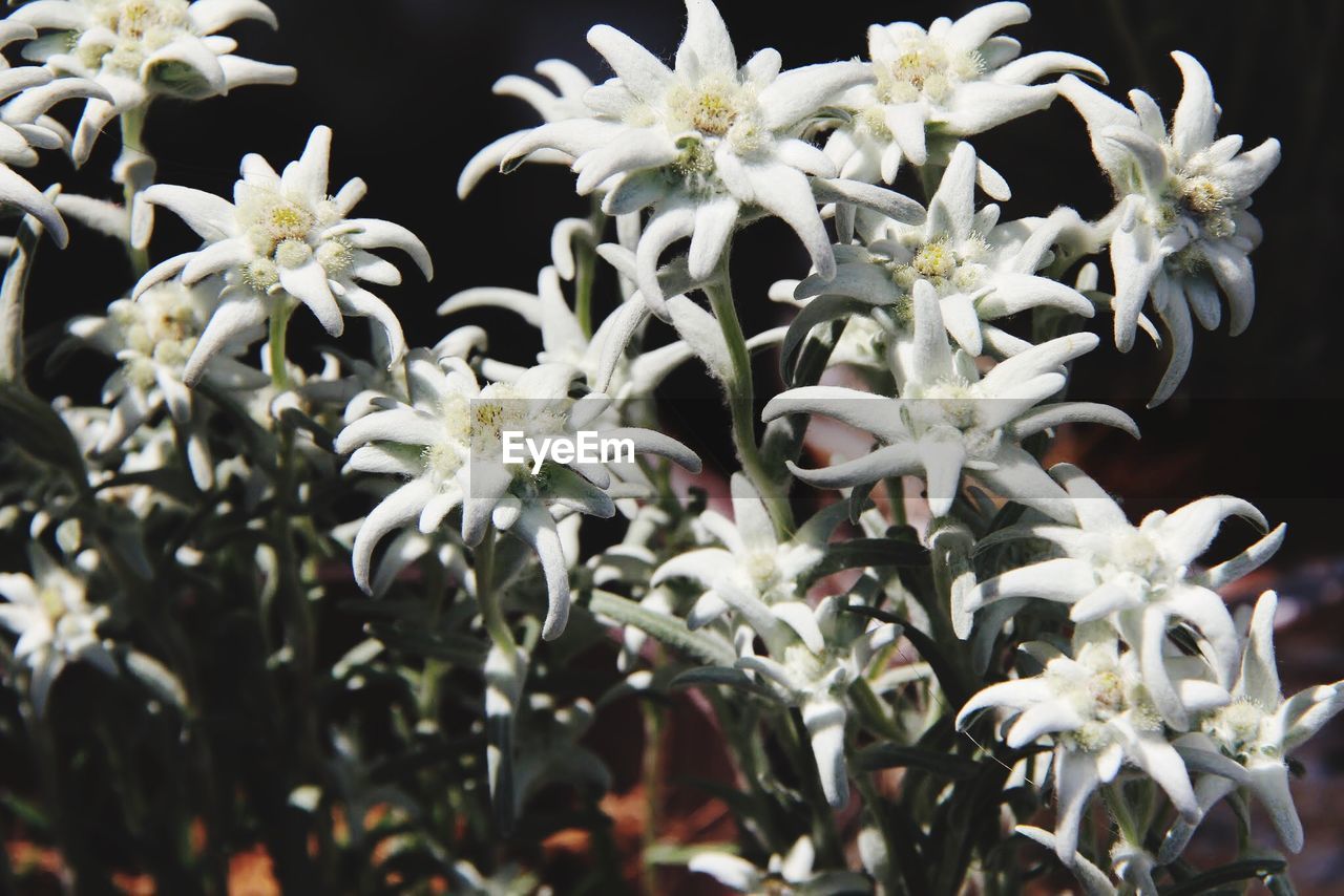 CLOSE-UP OF WHITE FLOWERS