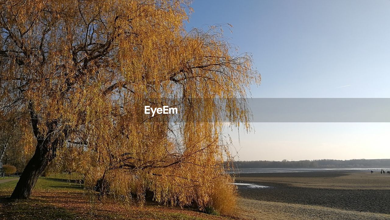 Bare tree on landscape against clear sky