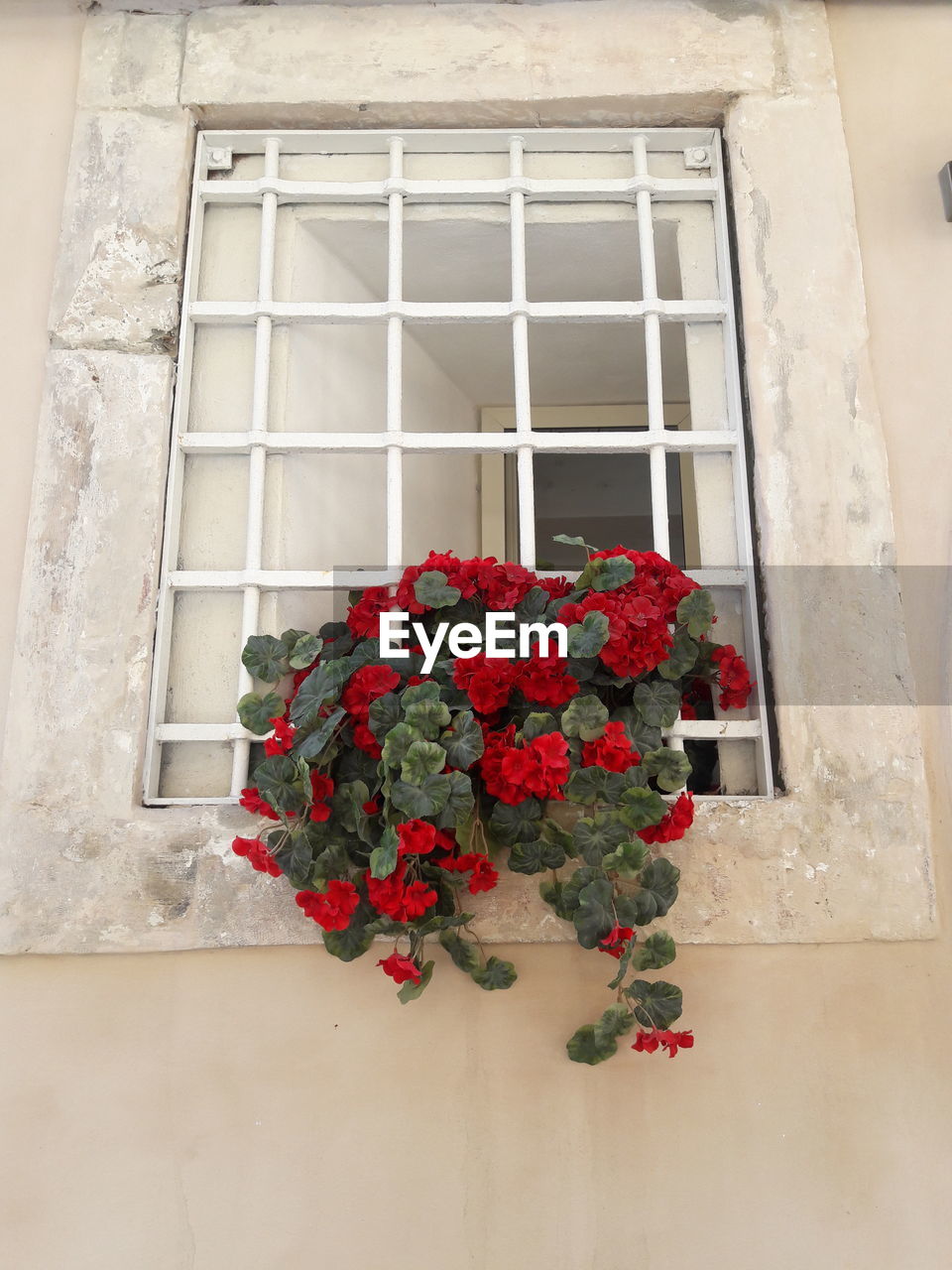 CLOSE-UP OF RED ROSES ON WINDOW SILL